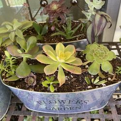 Succulent Tin Planters