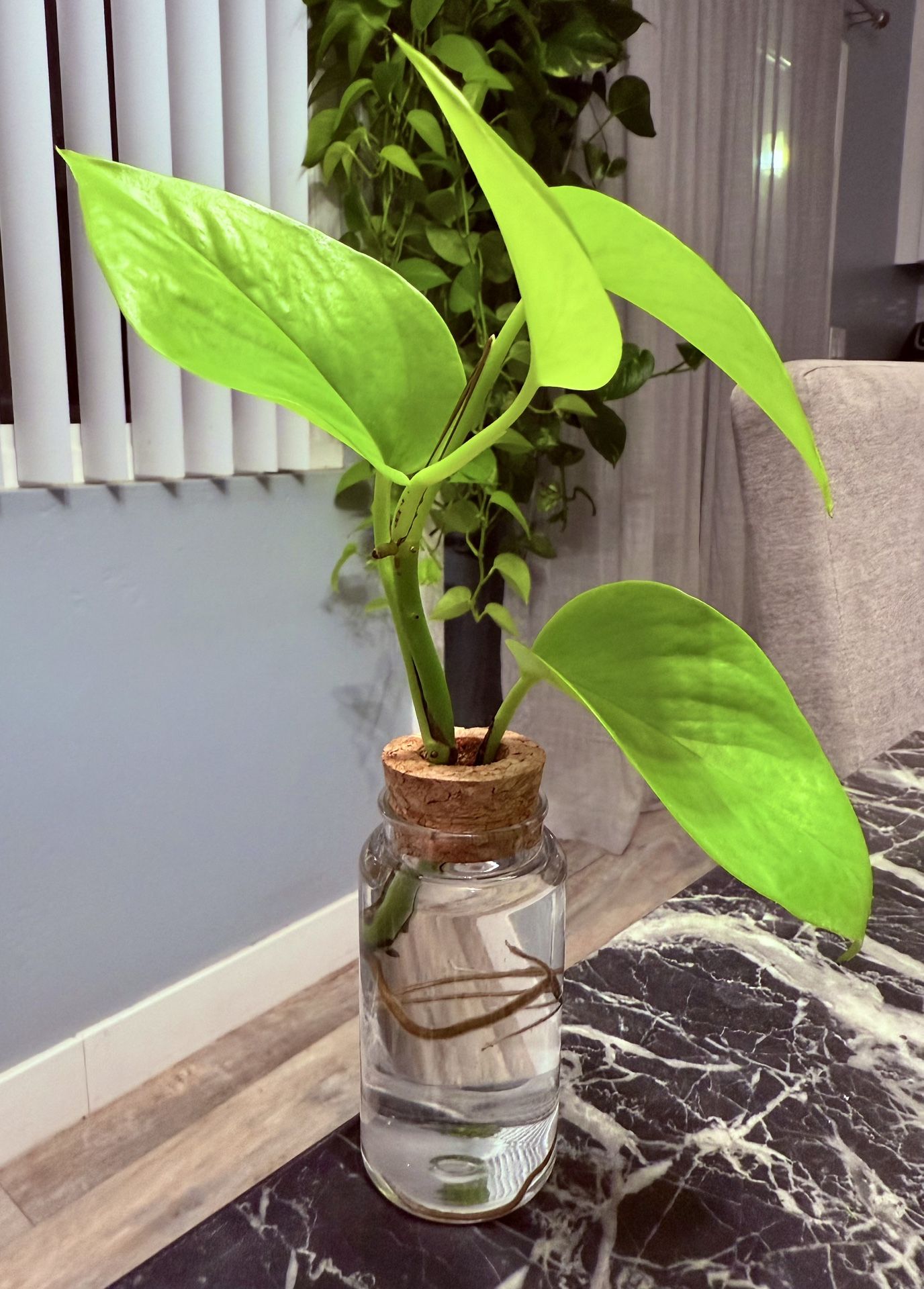 Regalos De Fiesta - Golden & Neon Pothos