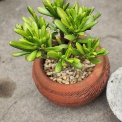 Gollum Jade