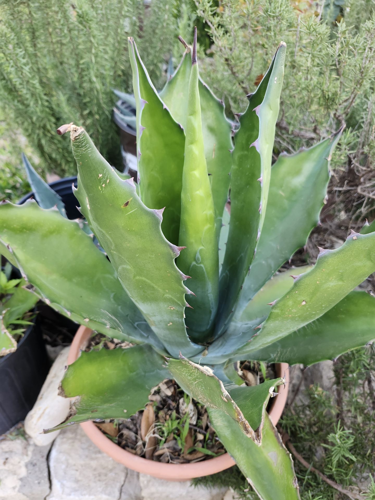 Maguey