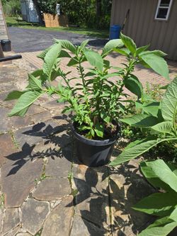 Angel Trumpet Light Pink