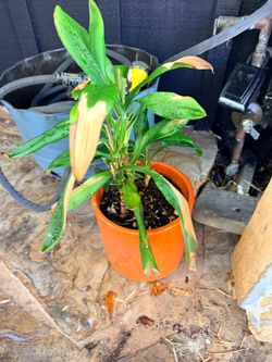 Free plants