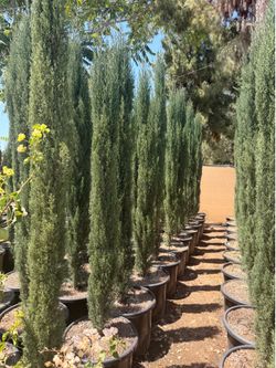 Italian cypress 20 gal 8-9 feet tall