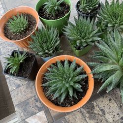 Beautiful Succulents 