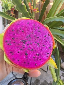 Organic Dragon Fruits Plants With Fruits On It