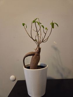 Bonsai plant
