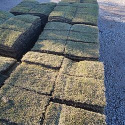 Grass Sod For Sale