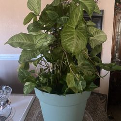 Pothos Y Singonio Sembrados En La Misma Maceta