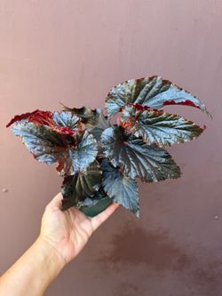 4” begonia black magic