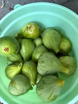 Fresh figs $3 per pound