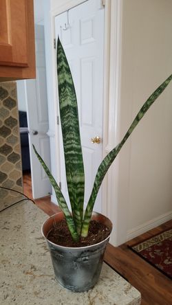 Sansevieria (Snake Plant / Mother-in-Law's Tongue)