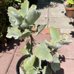 Fuzzy Succulent Plant