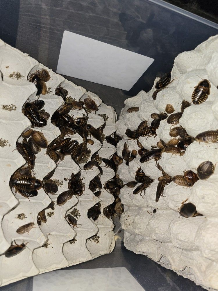 Dubia Roaches