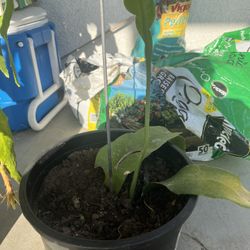 Queen Of Night Plant