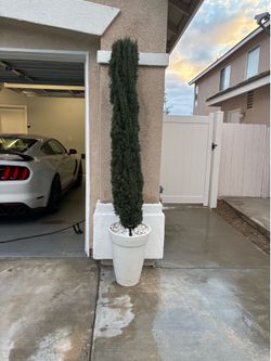 Cute pine trees, potted and with mini lights - $160 firm