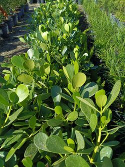 Clusia Privacy Hedge Plants 3gl 🌿🌿$4.50