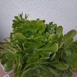 Succulent 5gal