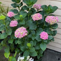 Hydrangeas, 15G Or Larger, Best Offer