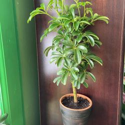 Schefflera With Terracotta Pot “Bay Ridge Brooklyn 11220”