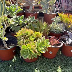 Variety Of Succulents Plants 