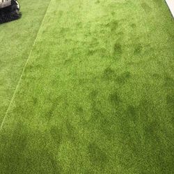 Baby Turf For Sale!