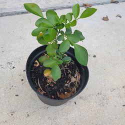 Orange Jasmine Plant