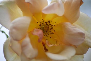 Beautiful Pink Stella Camellia