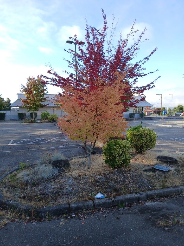 Beautiful Coralbark Japanese Maple 10ft Tall