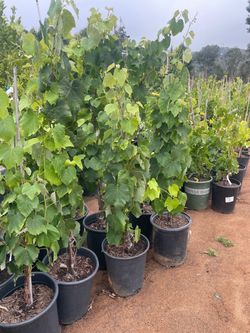 🍇🫐🍓Grape Vines - Blueberry Plants- Currant Berry Plants- Strawberry Plants- Blackberry Plants- Boysenberry Plants- Marionberry Plants - Gooseberry 