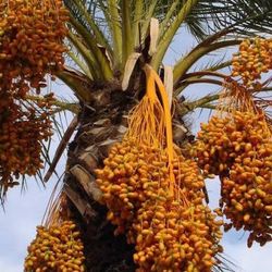 Date palm tree. Palma
