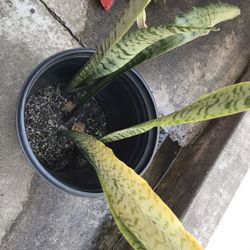 Snake Plant 