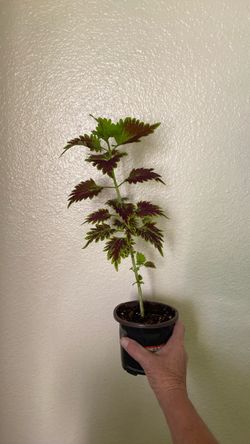 Coleus