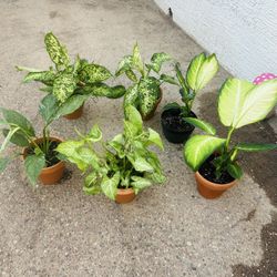 Indoor Plants 20 Each 