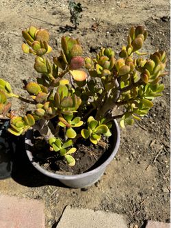Plant succulents