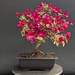 Bougainvillea Bonsai Tree #11