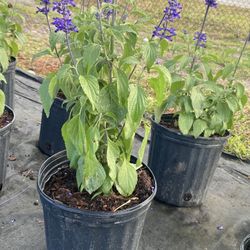 Salvia Plant – 3 Gallon Pot – Healthy & Ready to Plant – $12