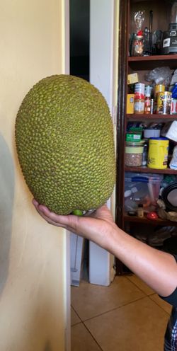 Jackfruit