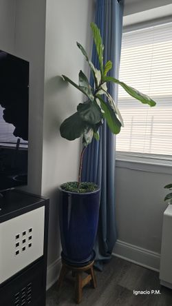 Fiddle-leaf Fig ( Ficus lyrata)