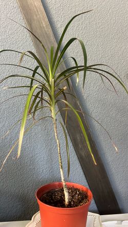 Healthy plant