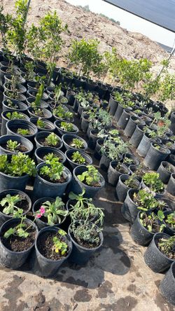 Plants