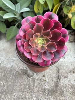 Aeonium Medusa