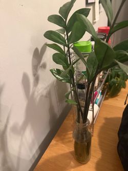 Various Plant Cuttings