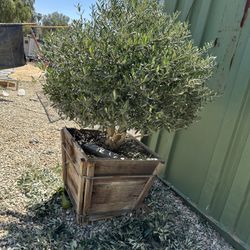 Dwaft Fruitless Olive Tree Topiary Bonsai Sphere Round Ball 