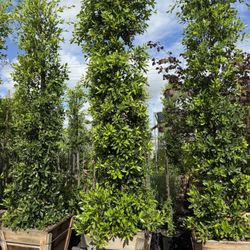 Ficus Nitida Indian Laurel Hedge