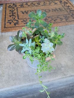 Succulent