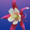 Jasmine