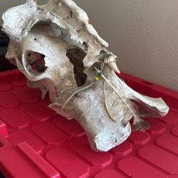 Skull