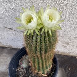 Cactus Blooming Plant, In 3 Gallons Pot Pick Up Only