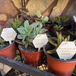 Teacher / Caregiver / Any Occasion Appreciation Gifts , Live Plants/ Succulents