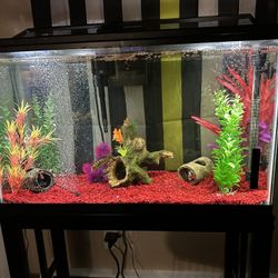 30 Gallon Aquarium Fish Tank (Set Up)